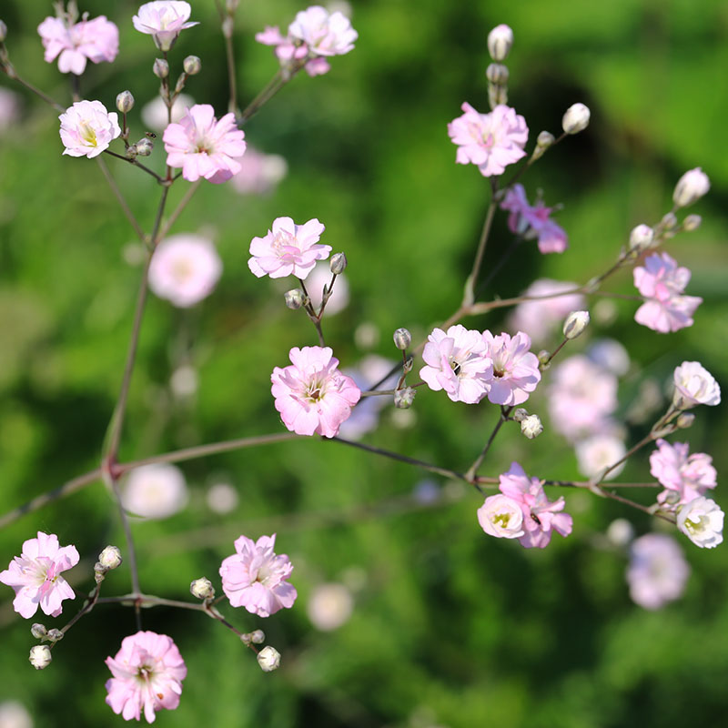 Z-OV-019B Gypsophila Rosea