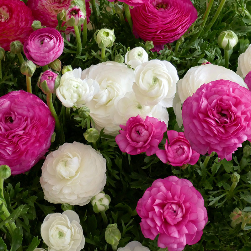 Z-OV-030B Pastel mix