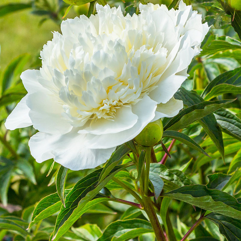 Z-PI-001A White Charm