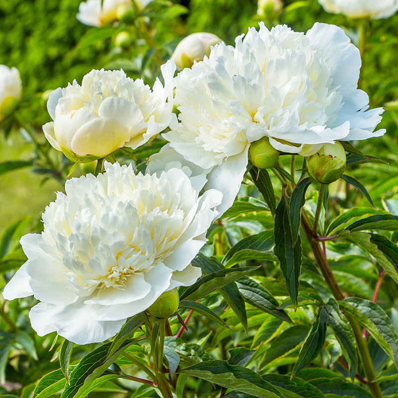 Z-PI-001C White Charm