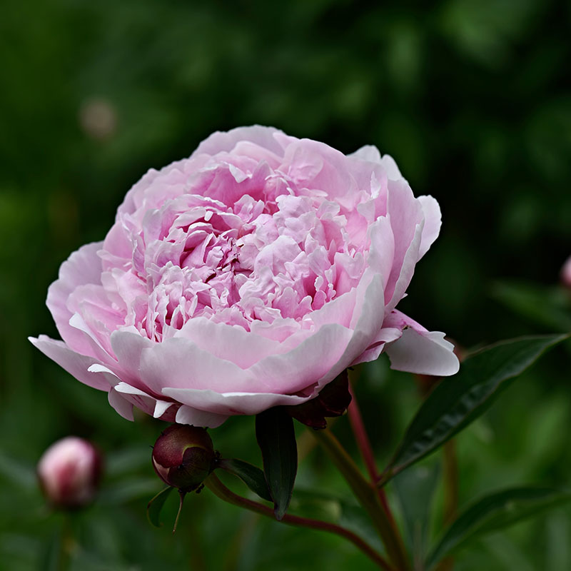 Z-PI-002A Sarah Bernhardt