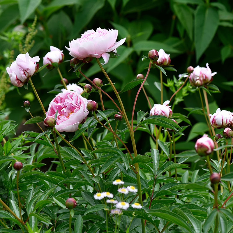 Z-PI-002B Sarah Bernhardt