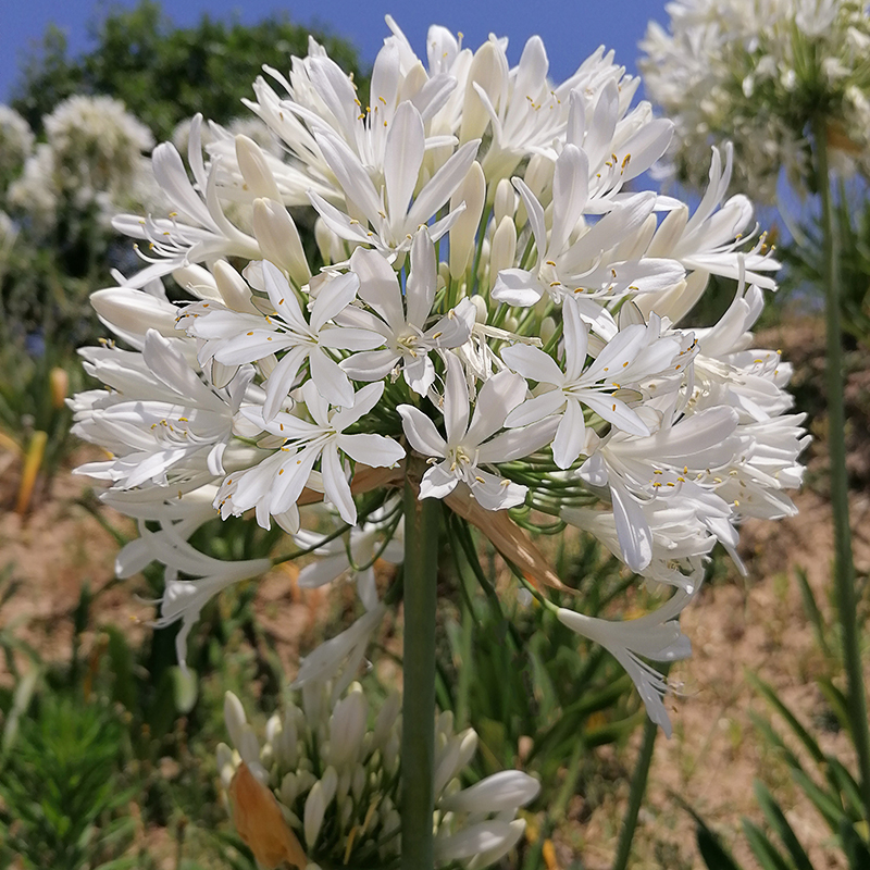 agapanthus weiß 3