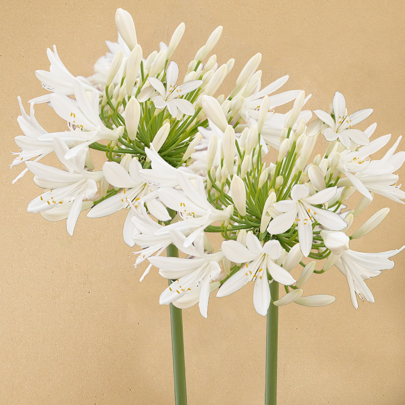 agapanthus white