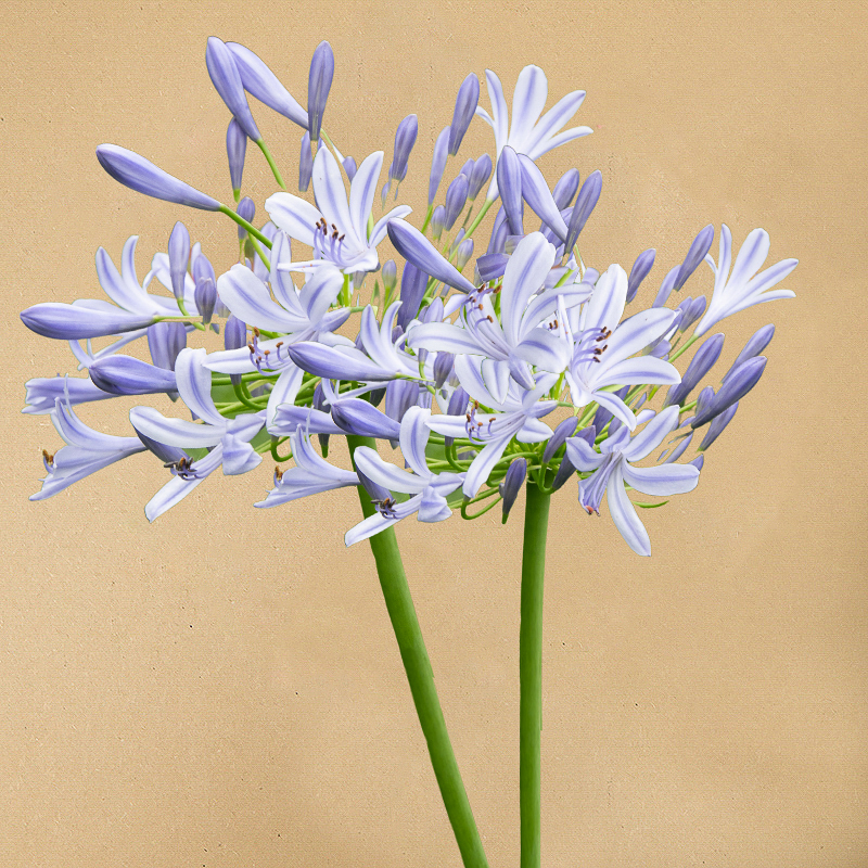 agapanthus