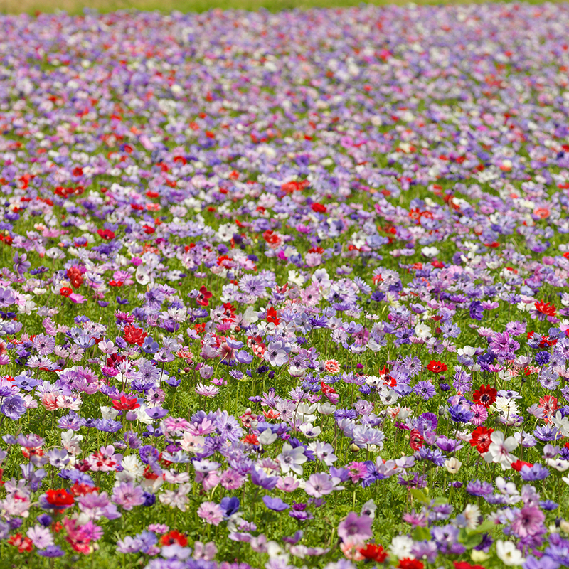Anemone coronaria  De Caen