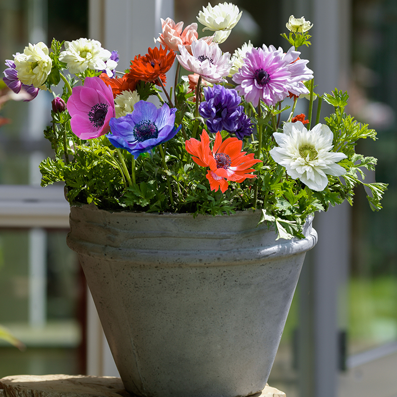 Anemone coronaria  De Caen