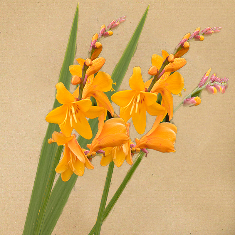 crocosmia oranje