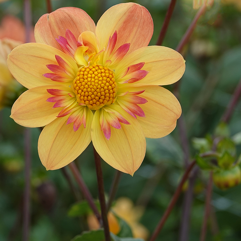 dahlia kelsey annie joy 1