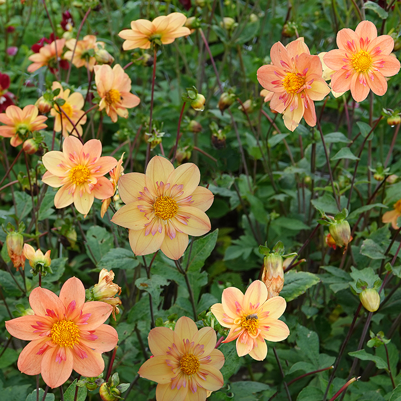 dahlien kelsey annie joy 3