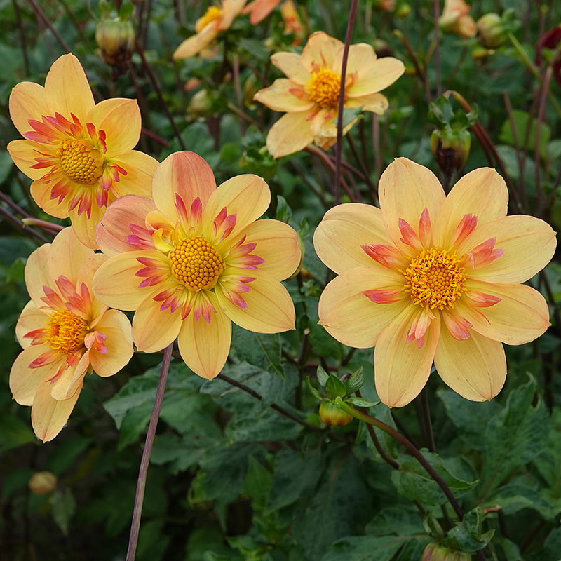 kelsey annie joy dahlia 2