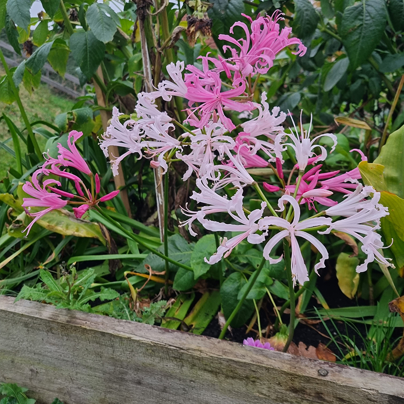 nerine 3