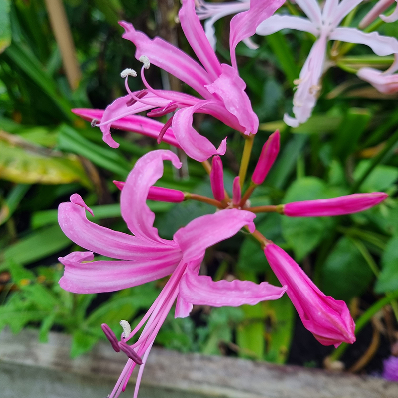 nerine 4