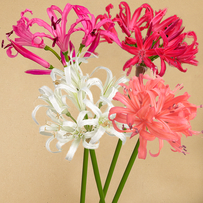 nerine mix