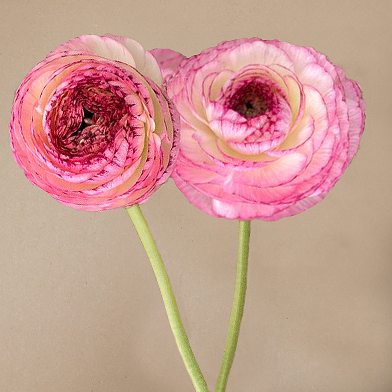 picotee rosa ranonkels