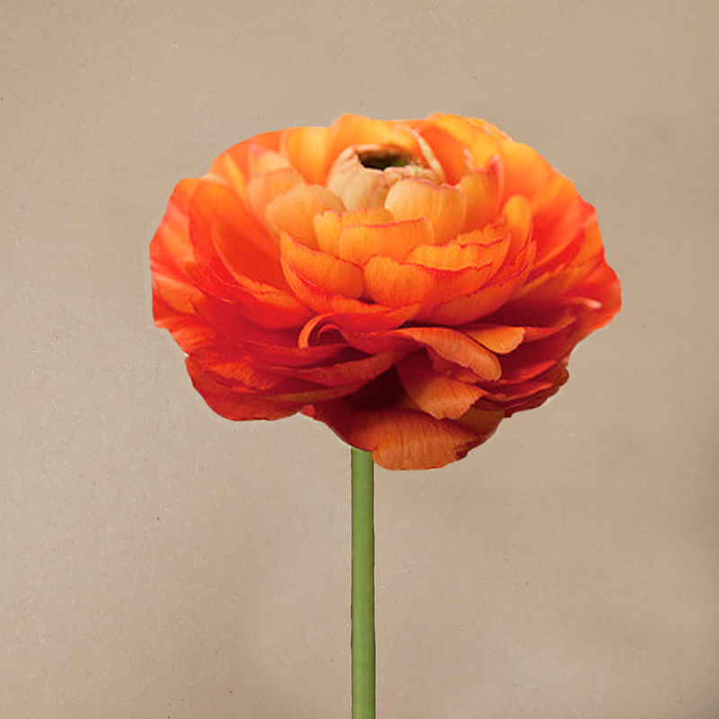 rusty orange ranonkel