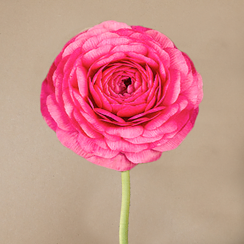 soft touch ranonkels