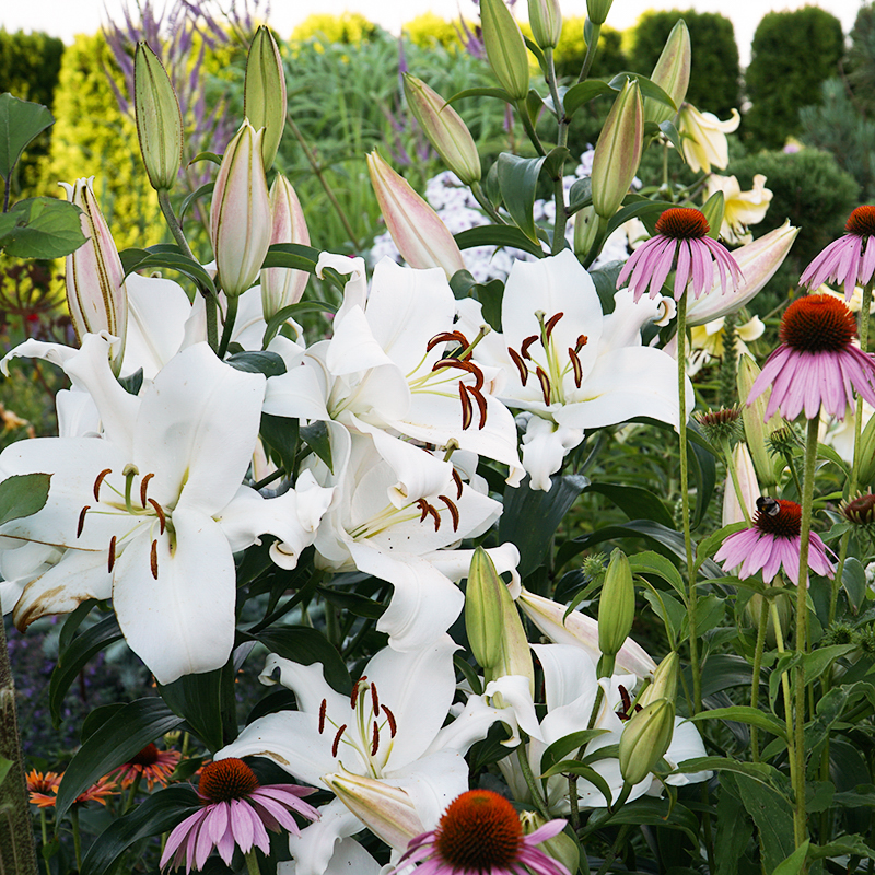 Lilly,,Tree,Lilly,,Plants,,Flowers,,Fragrance