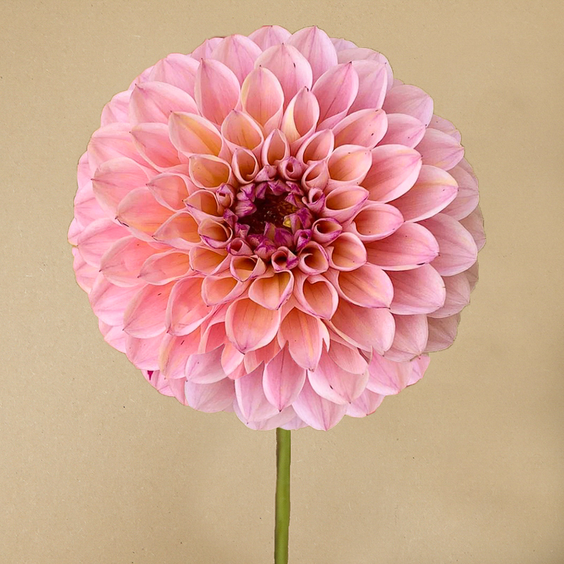 dahlia wine eyed jill