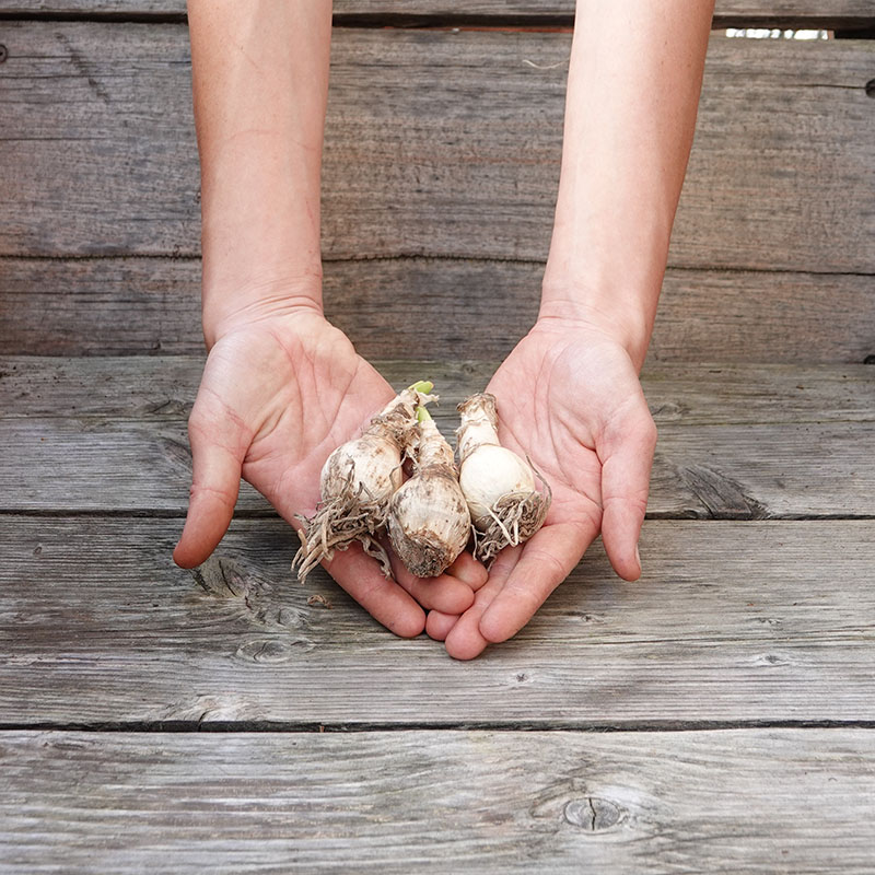 12 – Nerine bollen Rose gemixt