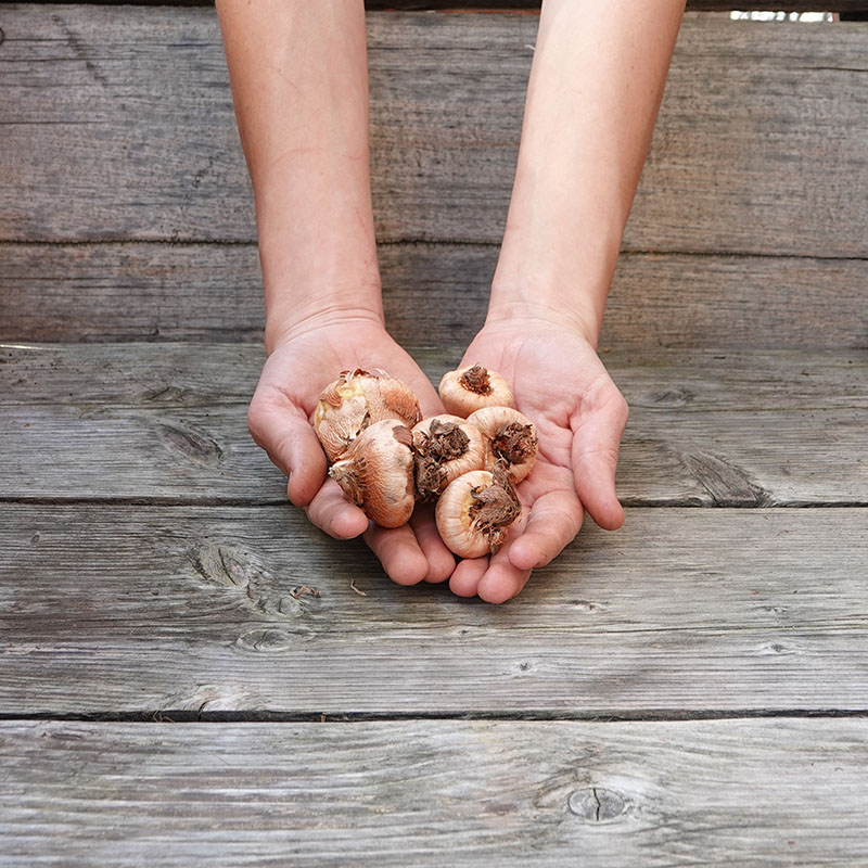 14 – Abessijnse gladiool bollen Abessijnse gladiool