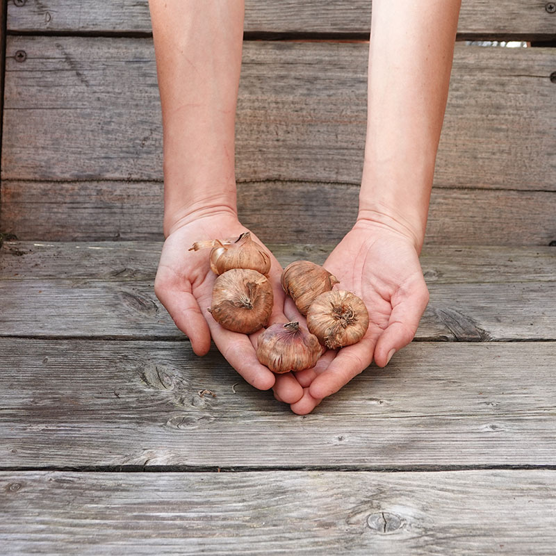 17 – Gladiolen bollen 2 Blue Nip