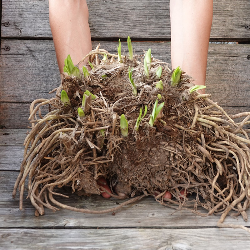 18 – Agapanthus bollen Dr. Brouwer