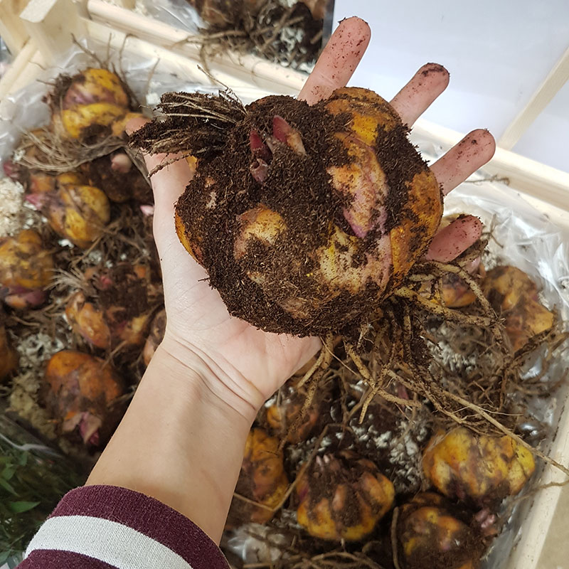 33 – Boom lelie bollen Honeymoon