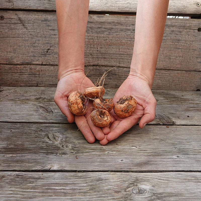 7 – Crocosmia bollen Lucifer