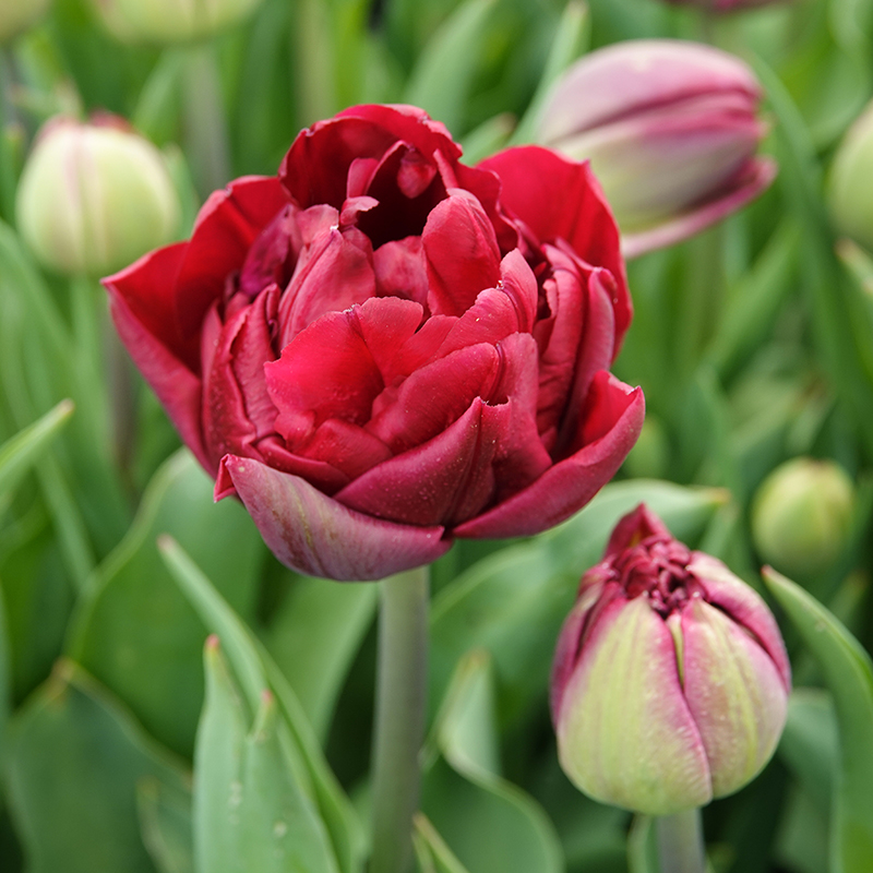 tulip Antraciet