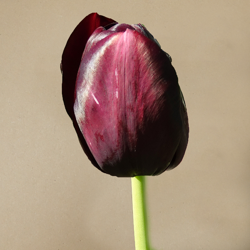 tulp Queen of the night