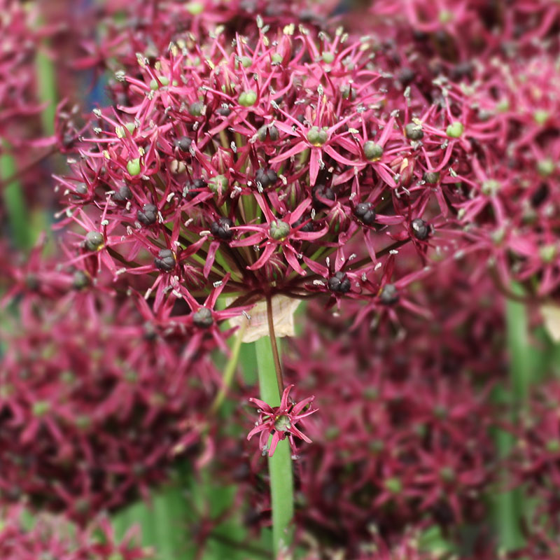 V-AL-002A Atropurpureum