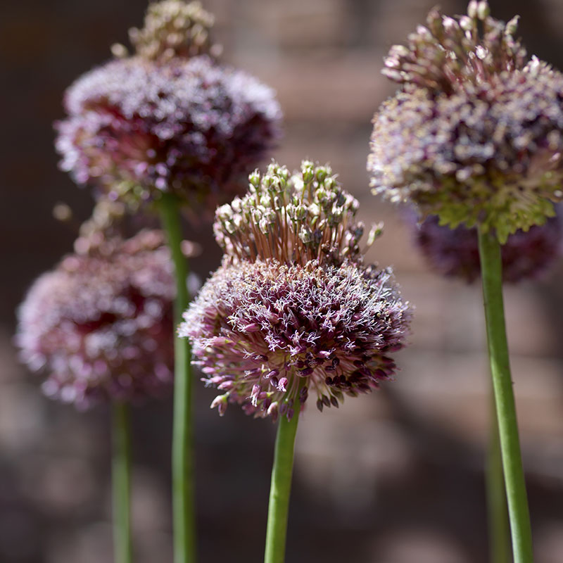 Allium  Forelock