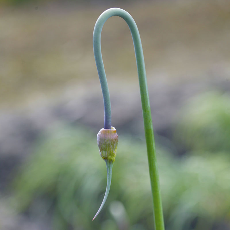 Allium  Forelock