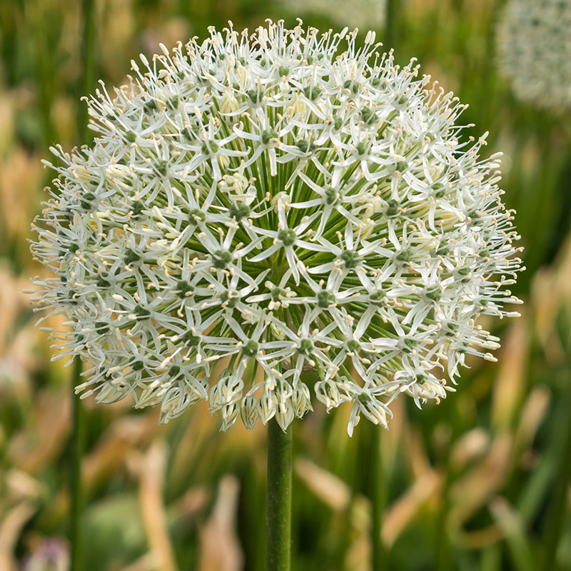 V-AL-016A Mount Everest