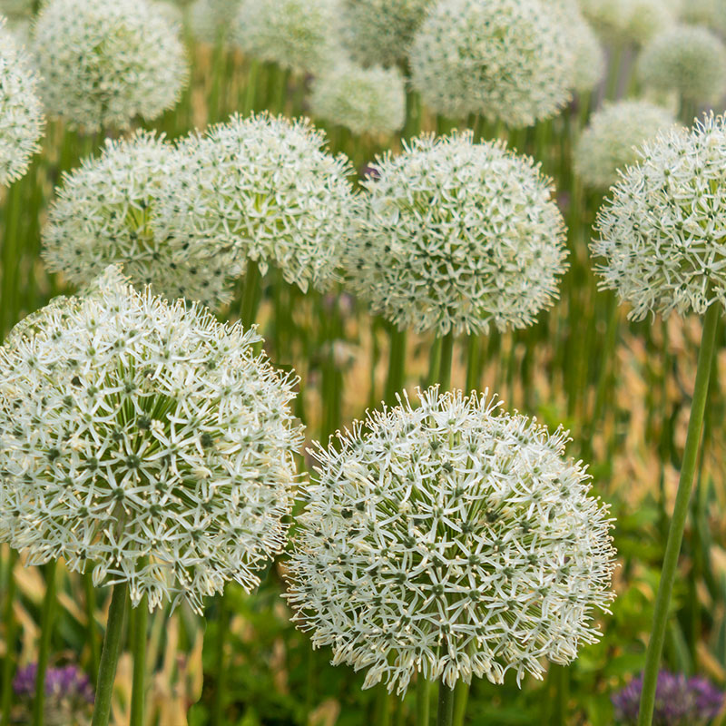 V-AL-016B Mount Everest