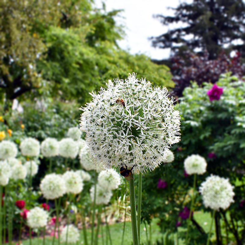 V-AL-016C Mount Everest