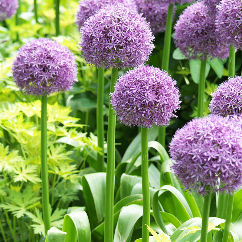 Allium macleanii  Globemaster ® Globemaster