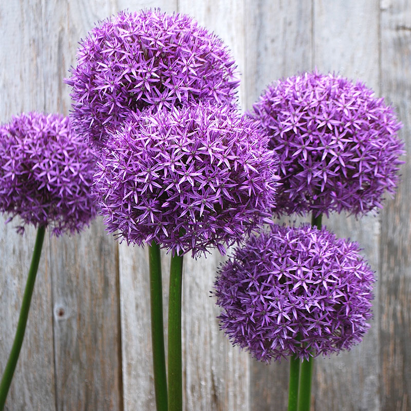 V-AL-017C Globemaster