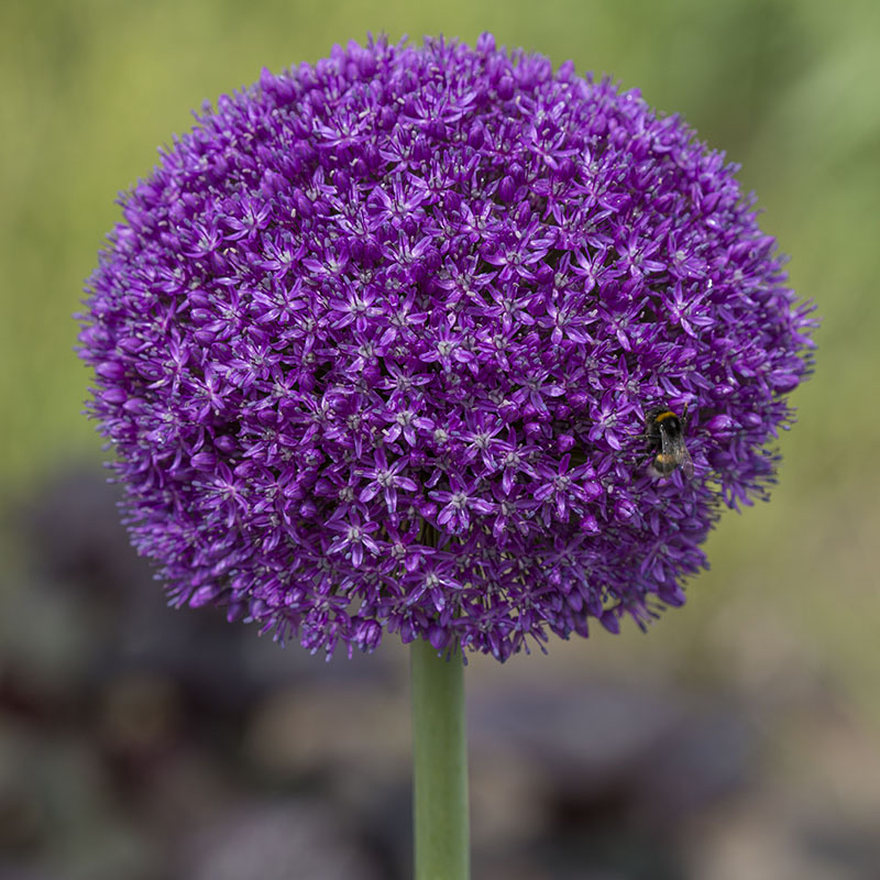 Allium 2016 H Ambassador