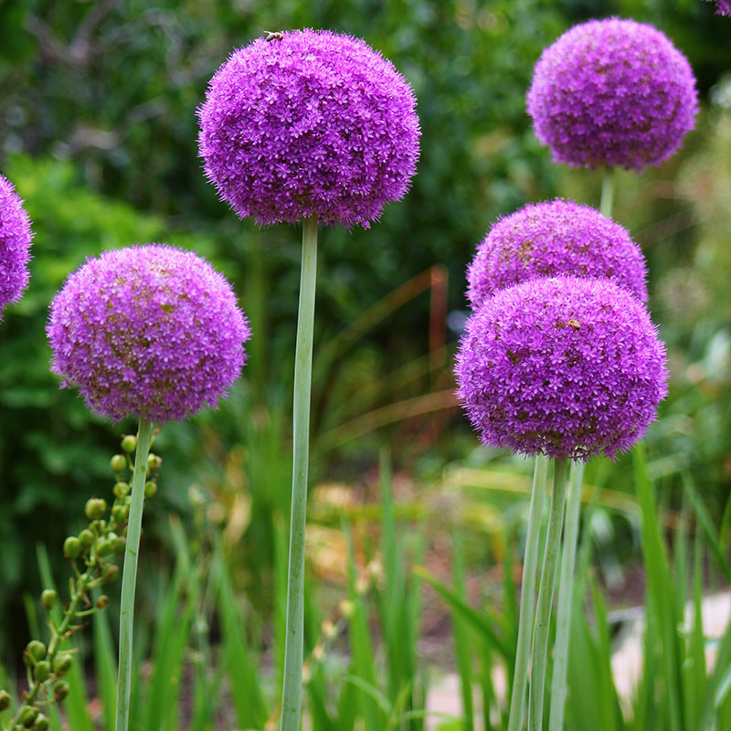 V-AL-018B Ambassador