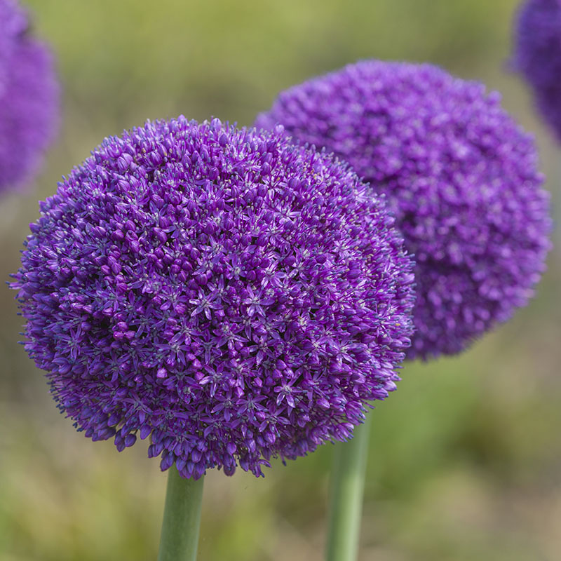 Allium 2016 H Ambassador