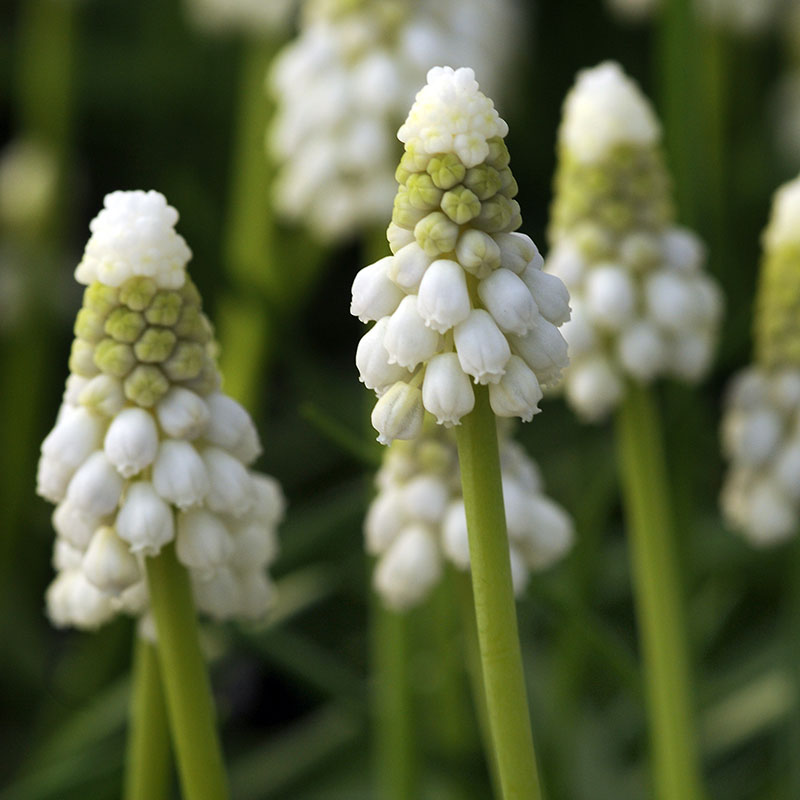 Early flowering bulbs 2014