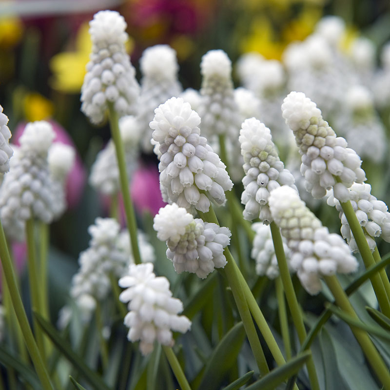 Early flowering bulbs 2014