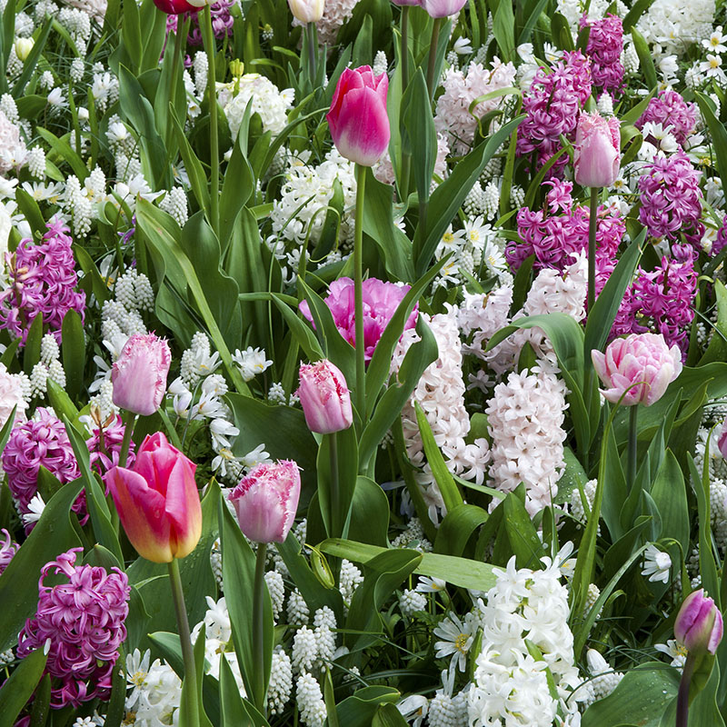 Mix spring flowering bulbs – pink white
