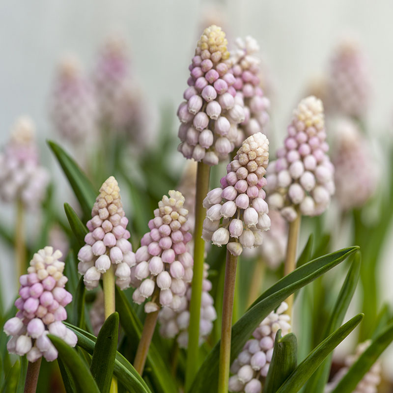 Muscari  2019