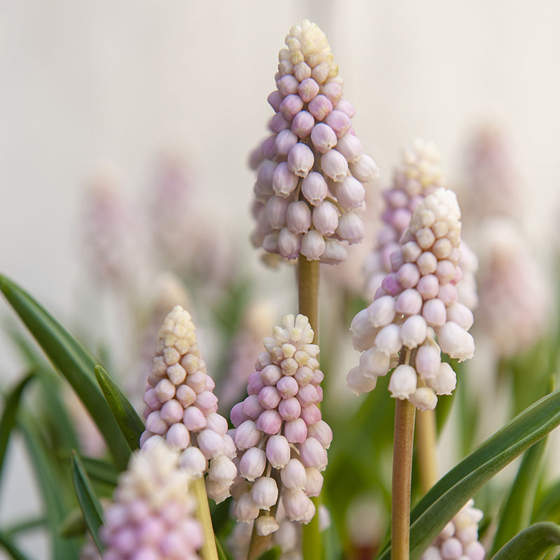 Muscari  2019