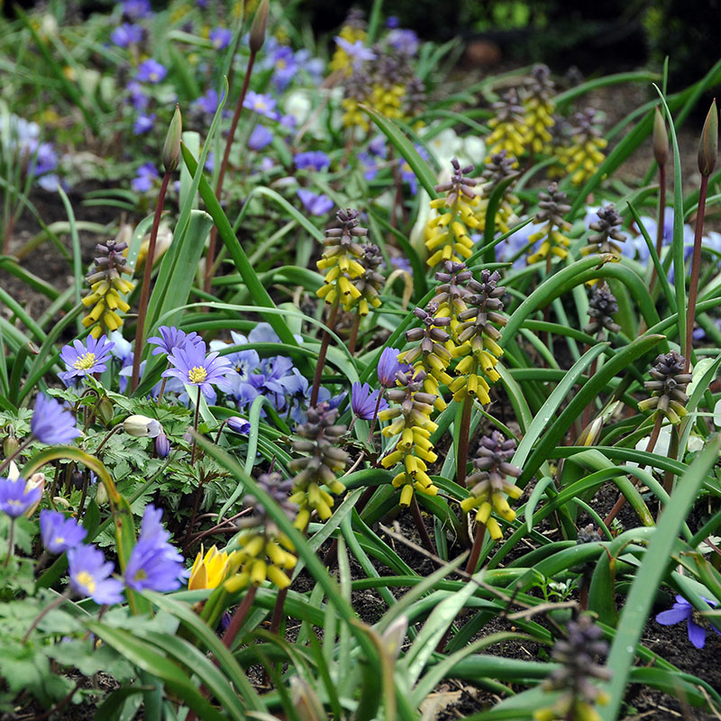 Muscari macrocarpum  Golden Fragrance