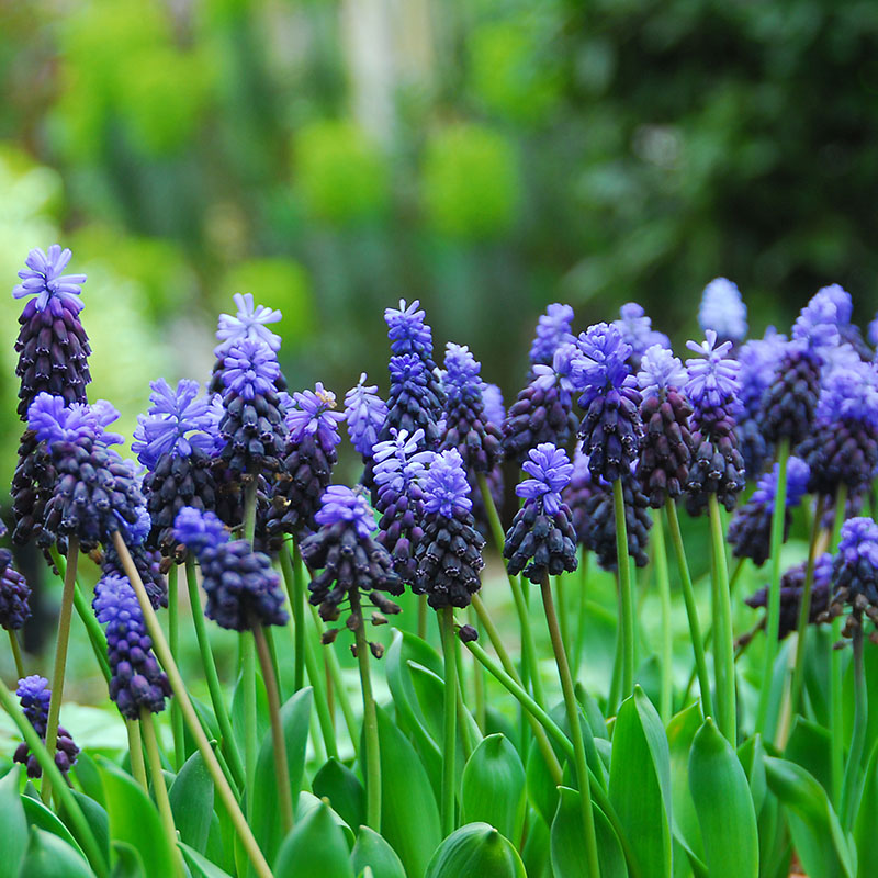 Muscari latifolium