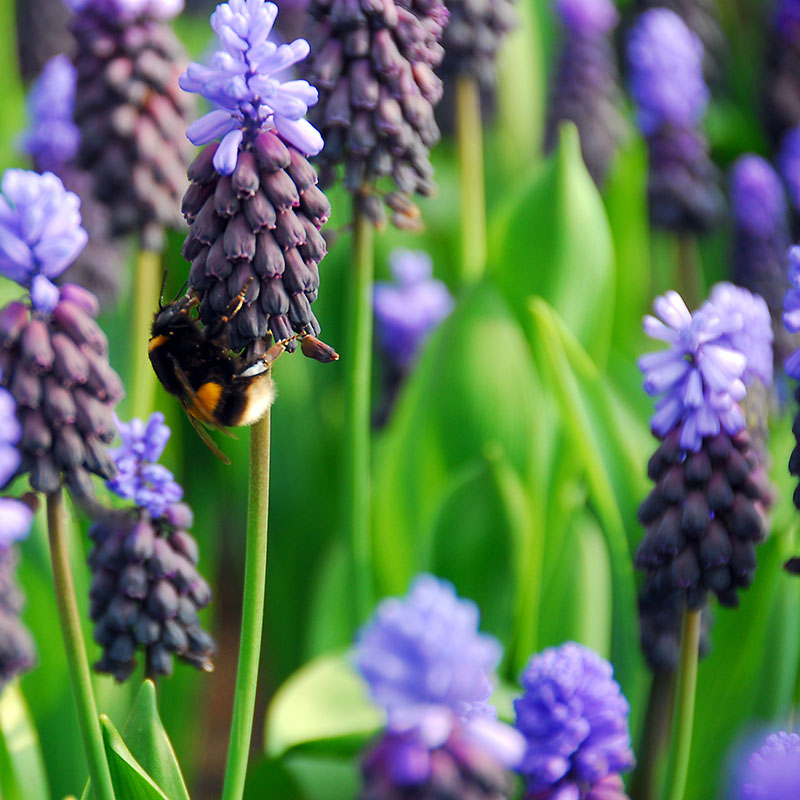 Muscari latifolium